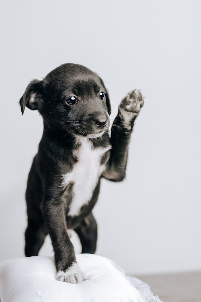 Cute black puppy raising its paw, perfect for pet lovers and mobile wallpapers.