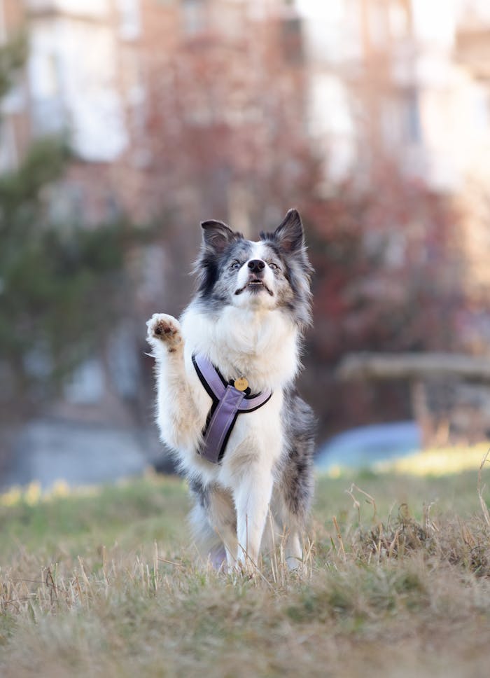 Maire alustab uue kutsikagrupiga Playful Border Collie raising its paw in a park on a sunny day.