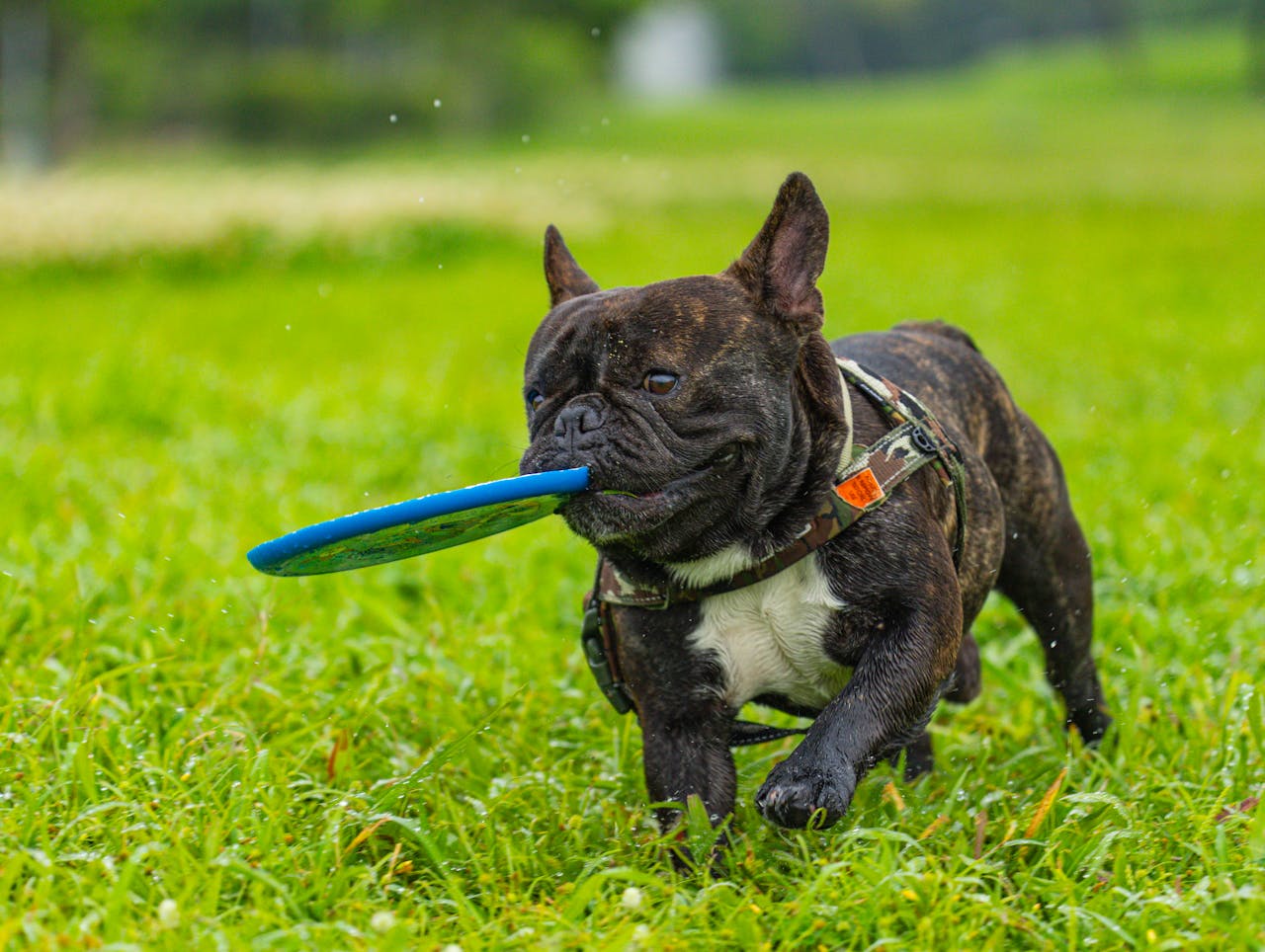 Adorable French Bulldog enjoying a fun playtime with a frisbee in a lush green park.
