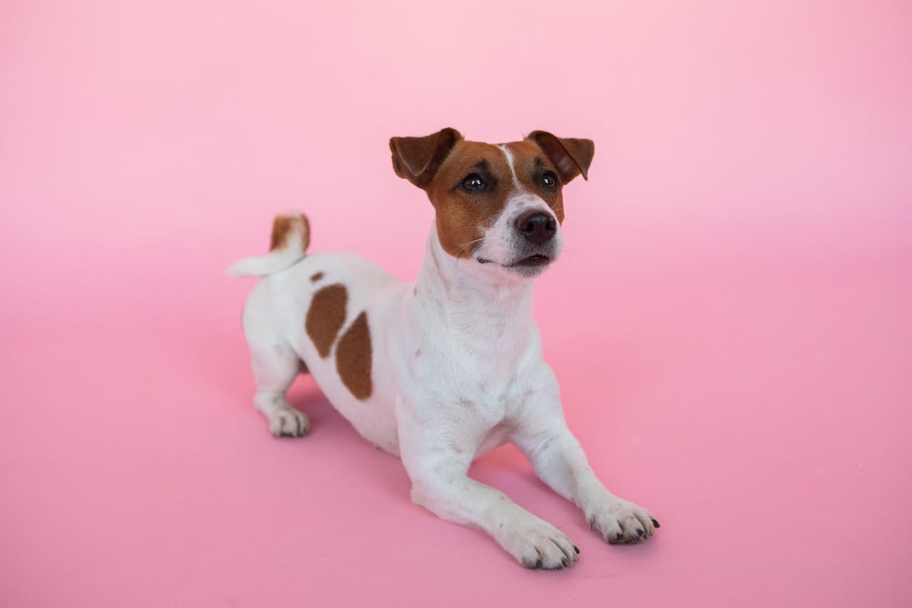 A Jack Russell Terrier lying on a vibrant pink backdrop, showcasing its playful nature.