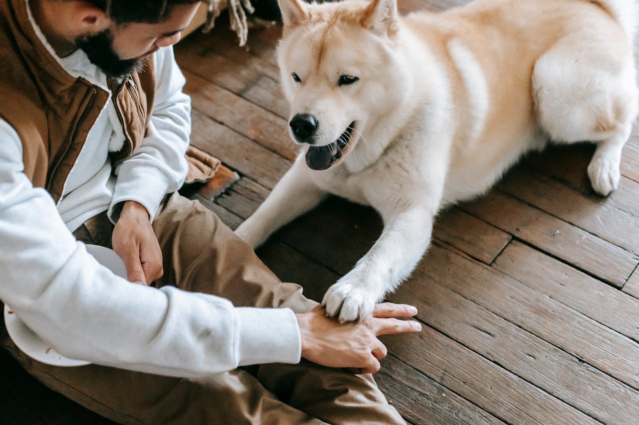 Young man and Akita dog enjoying playful and friendly bonding indoors.