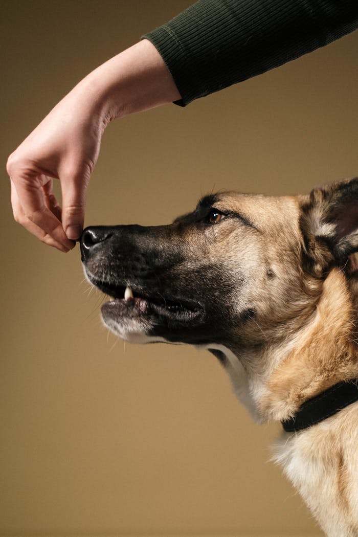 A dog follows a hand gesture during training in a studio setting.
