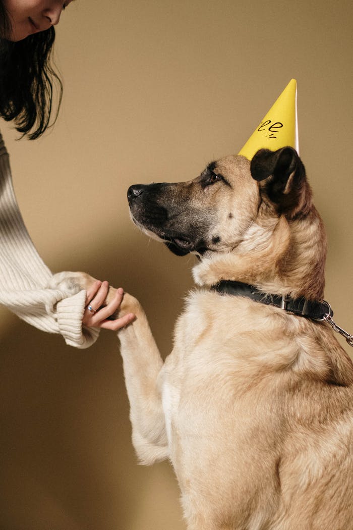 A dog wearing a party hat being trained indoors by a person.