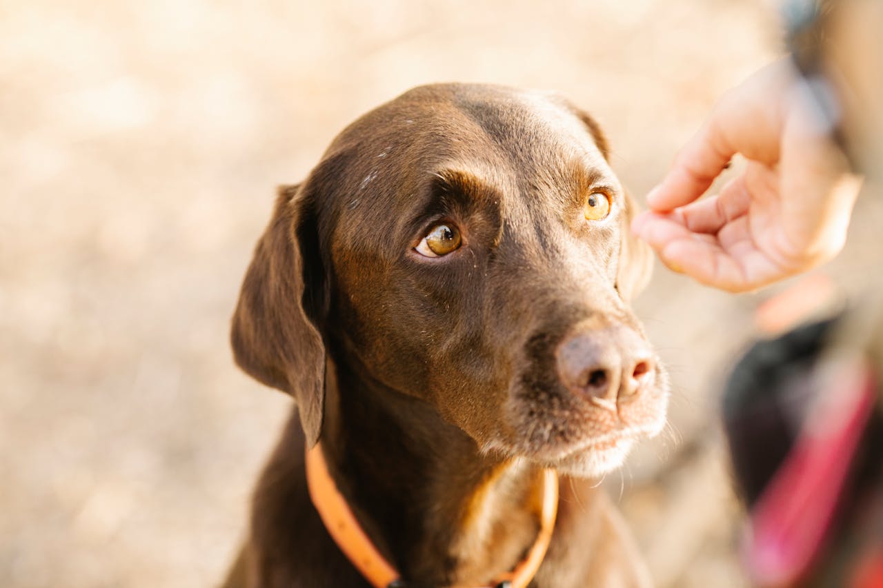 Cute labrador retriever with gentle gaze enjoying sunlight while bonding outdoors.