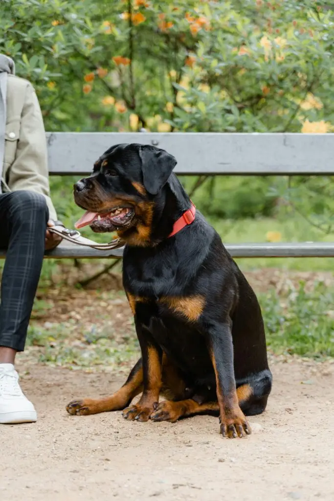 A Rottweiler sits obediently next to its owner on a park bench, showcasing companionship.