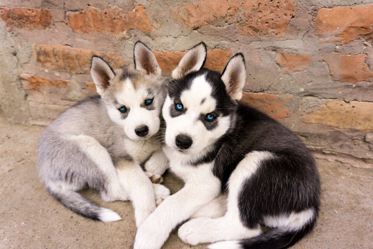 Two cute Siberian Husky puppies with bright blue eyes cuddled together against a brick wall.