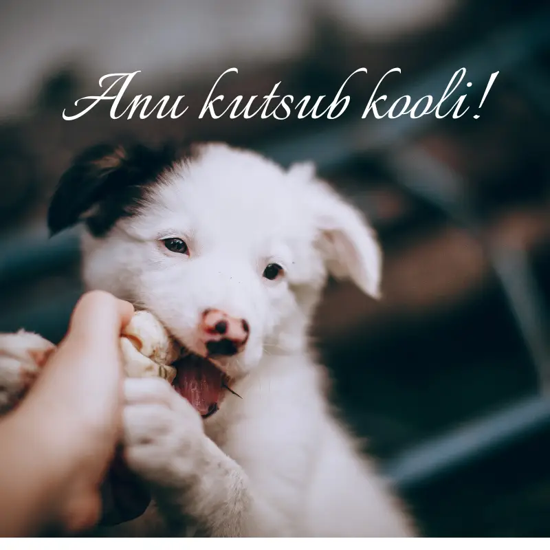 Anu alustab uue kutsikate grupiga! kodulehele (30)