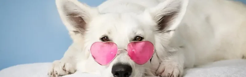 Adorable white dog wearing pink heart sunglasses on a soft surface against a blue background.